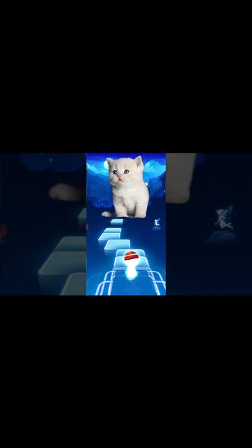 cat singing song Shakira #shorts #music #catcute