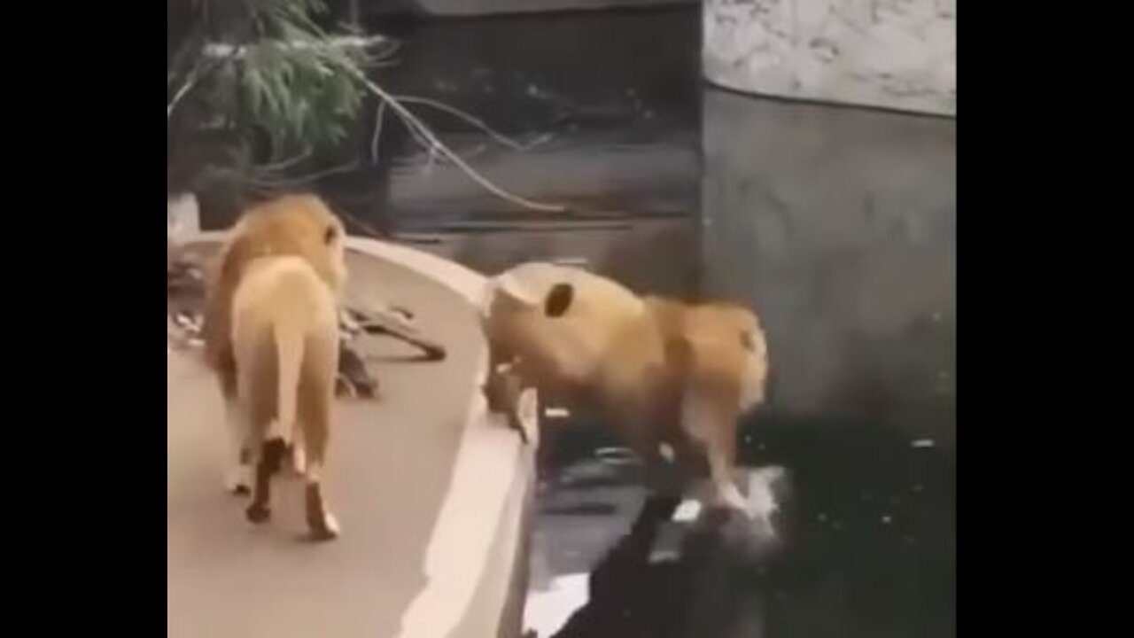 A lion suddenly Drown in a large river