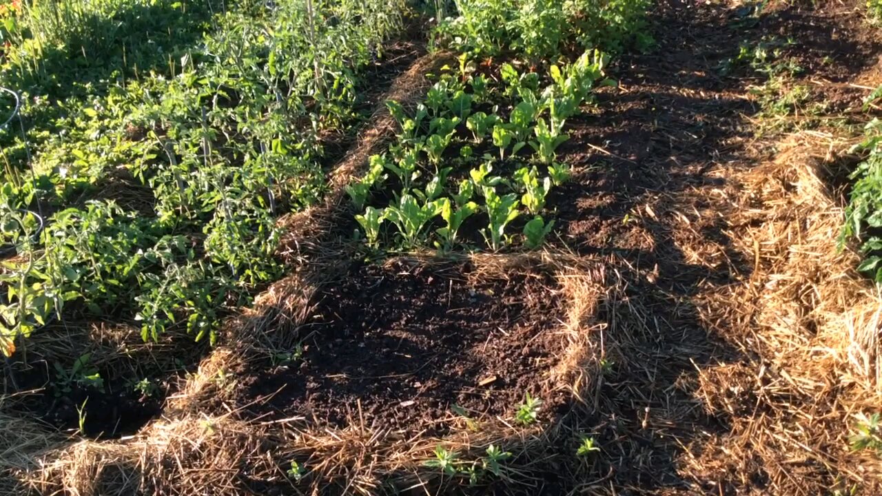 Wild Urban Gardens 2022 - Community Garden Plot Update - Rescue lettuce and failed plants.