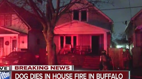 Dog dies in early morning Buffalo fire