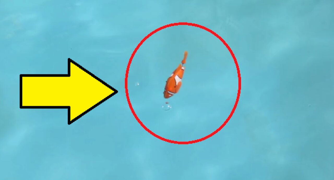 fish look like the cartoon character nemo