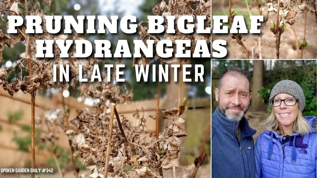 ✂️ Pruning Hydrangeas in Winter | Hydrangea Pruning- SGD 342 ✂️