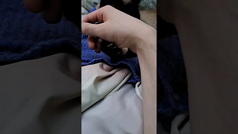 cat holding me hostage #cat #viral #kittycat #shortvideo