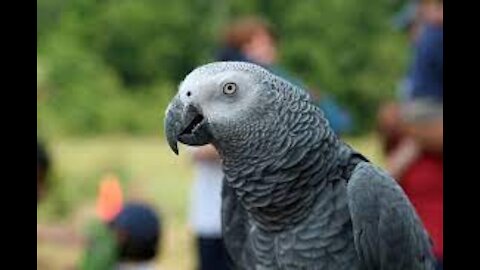 African Grey Parrots