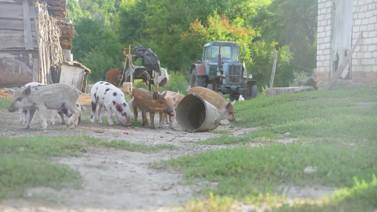 Funny cute little piglets at an animal farm. Little piglets household. Lovely pets754