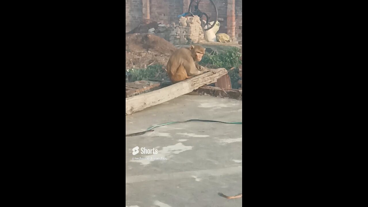 monkey🐒🐒 #funny #comedy#viral #trending #