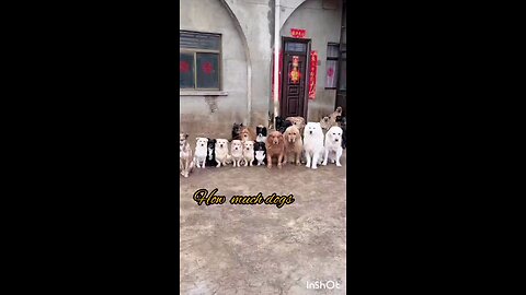 How much dogs