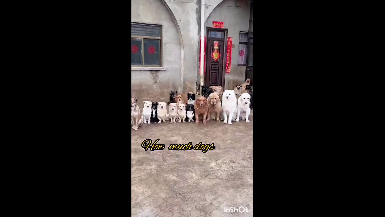 How much dogs