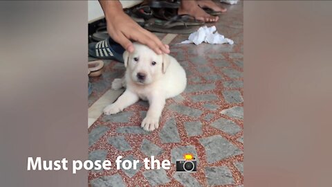 Lab Puppy's first day at home!