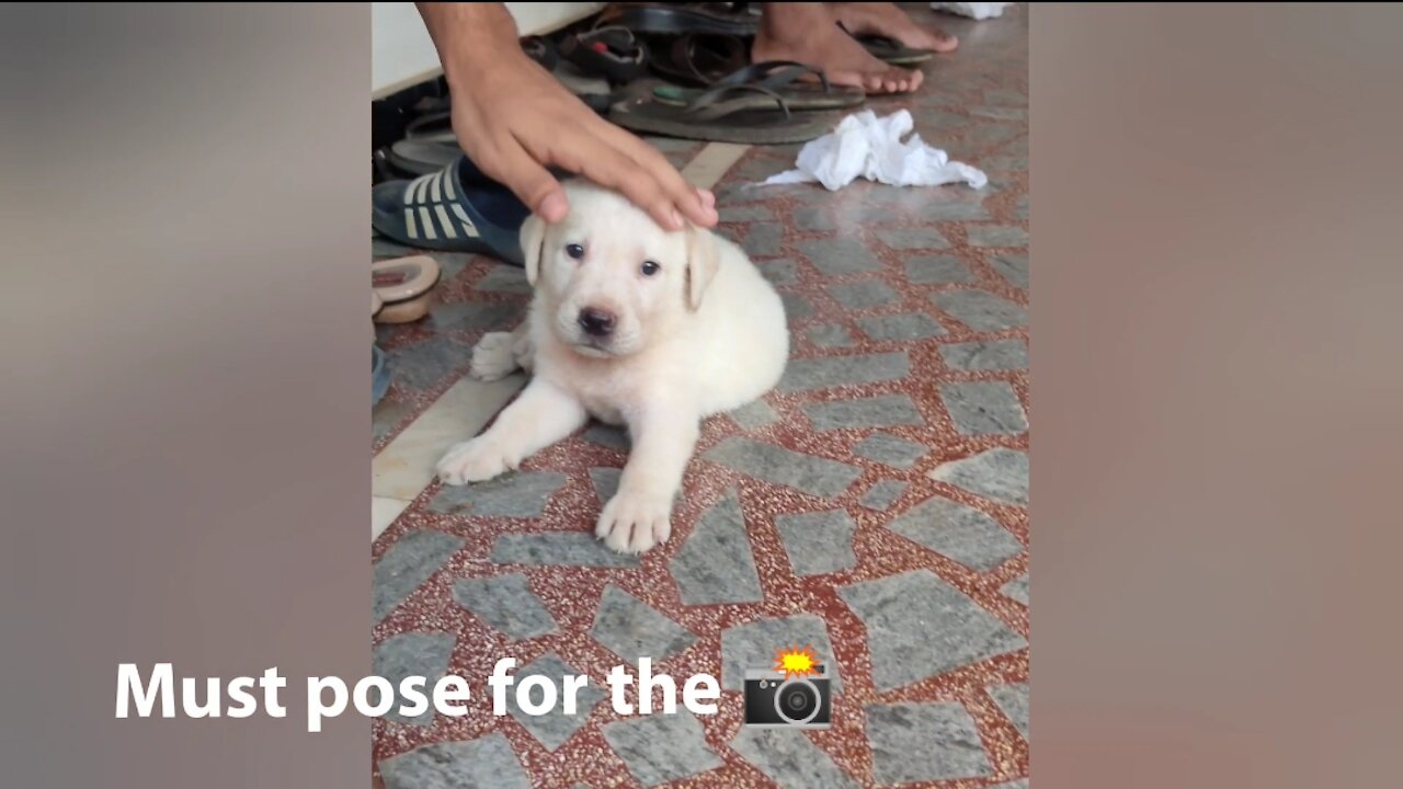 Lab Puppy's first day at home!