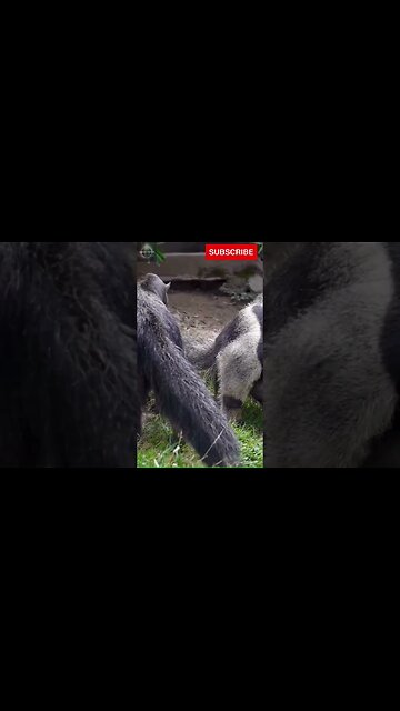 Exploring the Wonders of Wildlife: #shorts