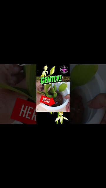 You HAVE to DO THIS! 💦🪴 Your Orchid Roots will THANK YOU & Grow BETTER #ninjaorchids #shorts #tips