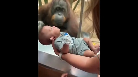 Orangutans wants to see the baby #cute #cool #wholesome