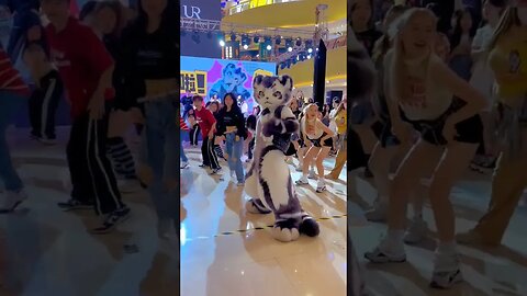 #dance #cat #funny