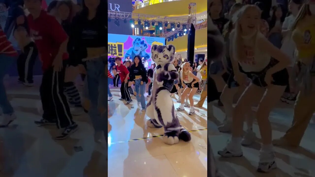 #dance #cat #funny