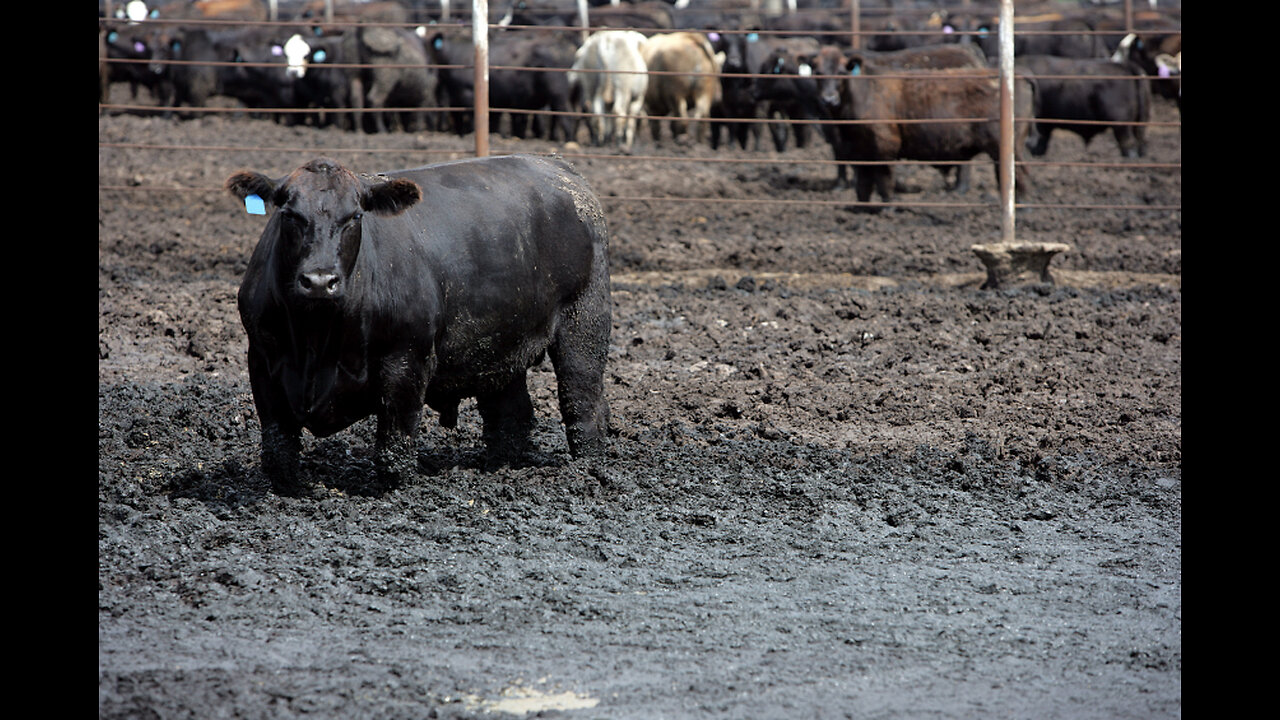 CAFOs, Glyphosate, GMO Corns, Antibiotics, Gluten Allergy, etc.