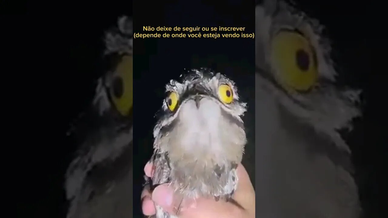UM SHORT ANIMAL- #shorts #humor #tiktok #comedia #noticias #memes