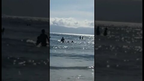 🐕 🏄🏼‍♀️ Cachorros passeando de standup em Santa Catarina