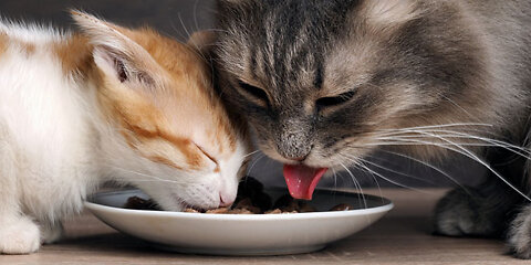 Kittens clamber for cuisine //cat