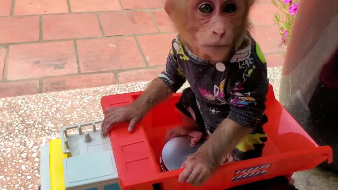 Baby monkey buys candy the game squid eat with kittens in the garden is so cute Squid Game