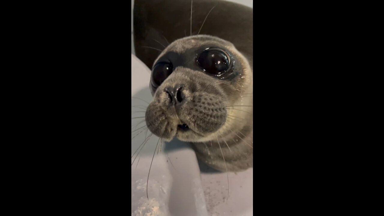 YOU ARE SO CUTE ! | animals | cute | love | funny | seals