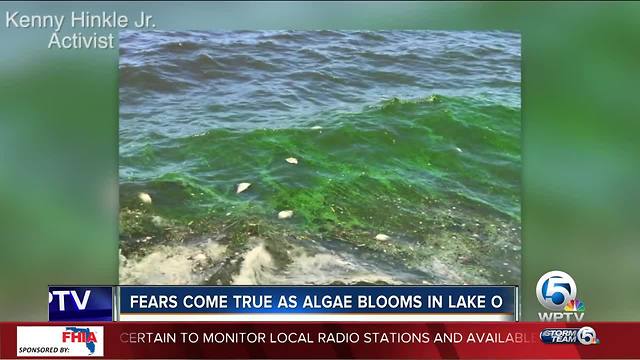 Fears come true as algae blooms in Lake Okeechobee