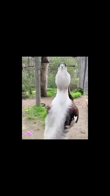 Beautiful Bird #Shorts #ytshorts #UbertainmentFun