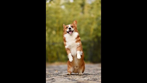 Cute Corgi puppy playing with Hen adorably