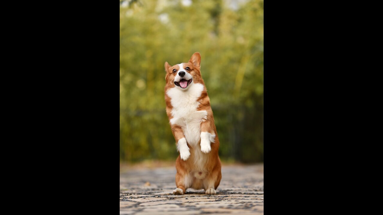 Cute Corgi puppy playing with Hen adorably