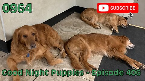 [0964] GOOD NIGHT PUPPIES - EPISODE 406 [#dogs #doggos #doggos #puppies #dogdaycare]