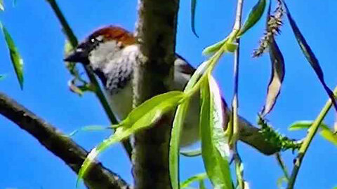 IECV NV #288 - 👀 Male House Sparrow On A Branch In The Weeping Willow Tree 5-3-2017