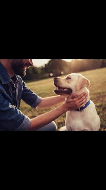 Do Dogs Smile? The Science Behind the Looks