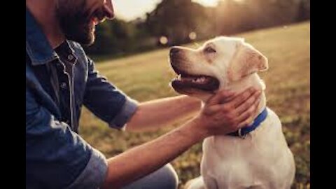 Do Dogs Smile? The Science Behind the Looks