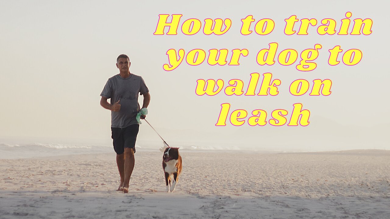 How to train your dog to walk on leash? - Complete Training