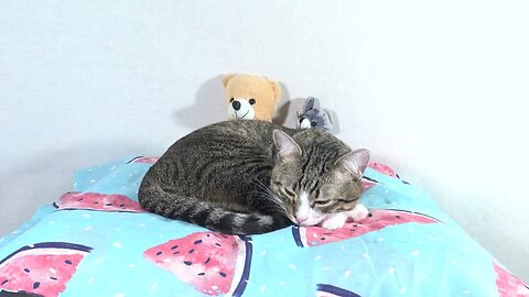 Cat Wants to Be Guarded by His Plush Toys