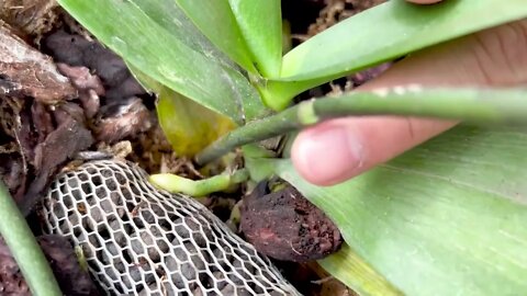 How to make and take care orchids at home