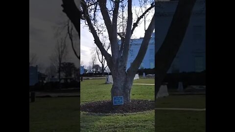1/10/22 Nancy Drew in DC- Live Video 5- Making Progress on WH Lawn Wall- The Irony of This...