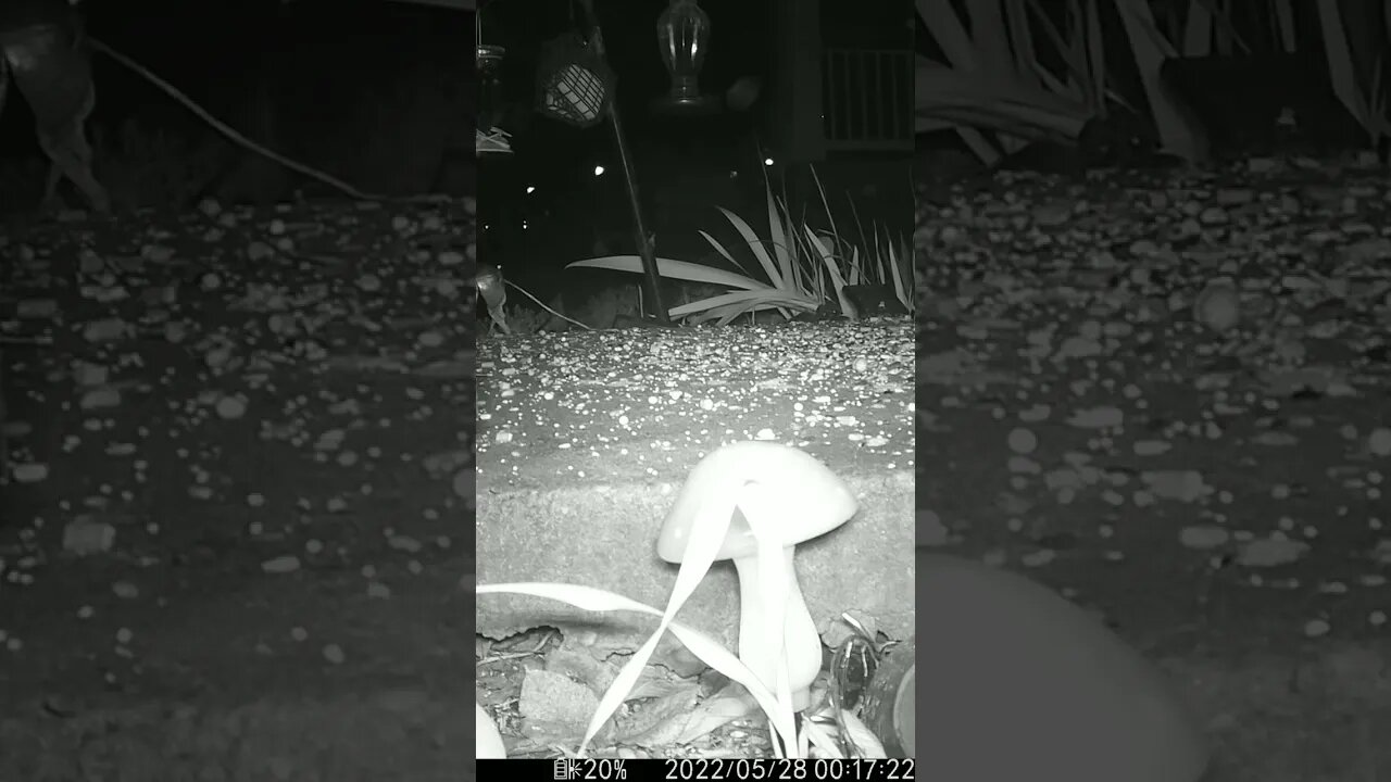 Some More Weird Stuff Coming Out Of My Garden #Shorts 😬