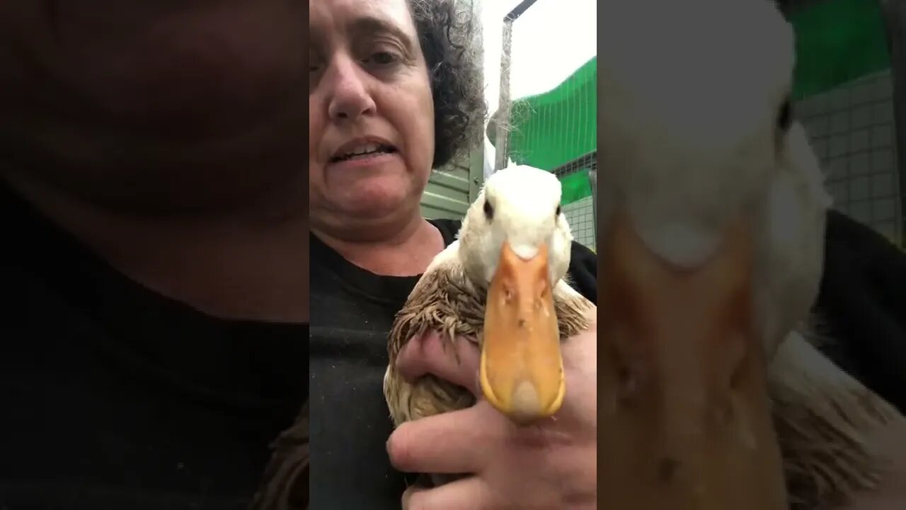 Baby duck gets a timeout 🦆