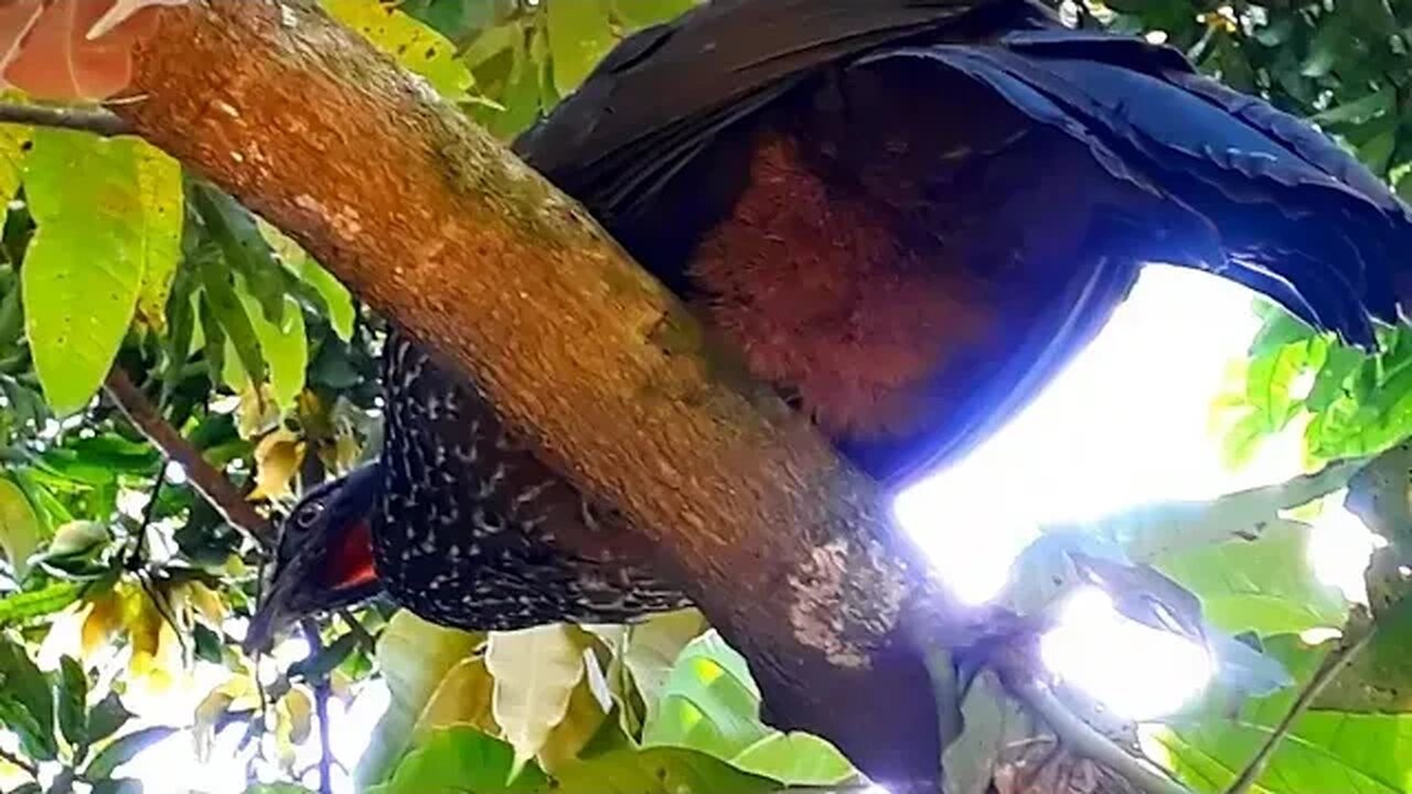 Jacu deitado em cima da árvore Jacuaçu