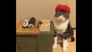 Ce chat raffole de la gastronomie japonaise
