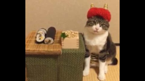 Ce chat raffole de la gastronomie japonaise