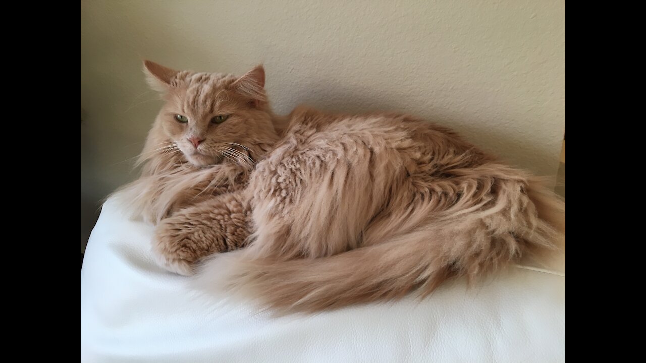 Maine Coon Cats Licking Themselves