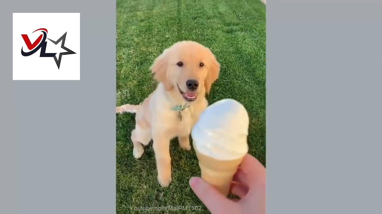 Funny Dog 🐶 Eating Ice Cream LAUGH with Dog 🤣