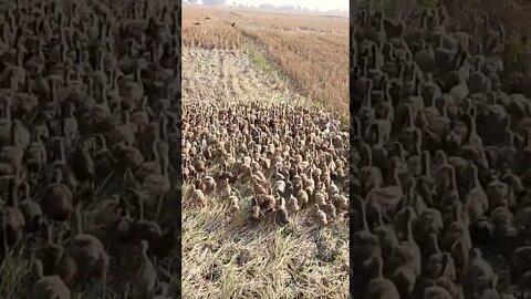 কি এগুলো ভিডিও দেখে অবাক লাগে #shortsfeed