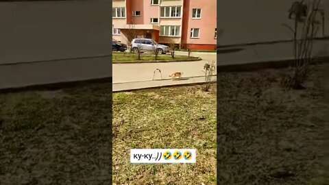 коты смешное видео