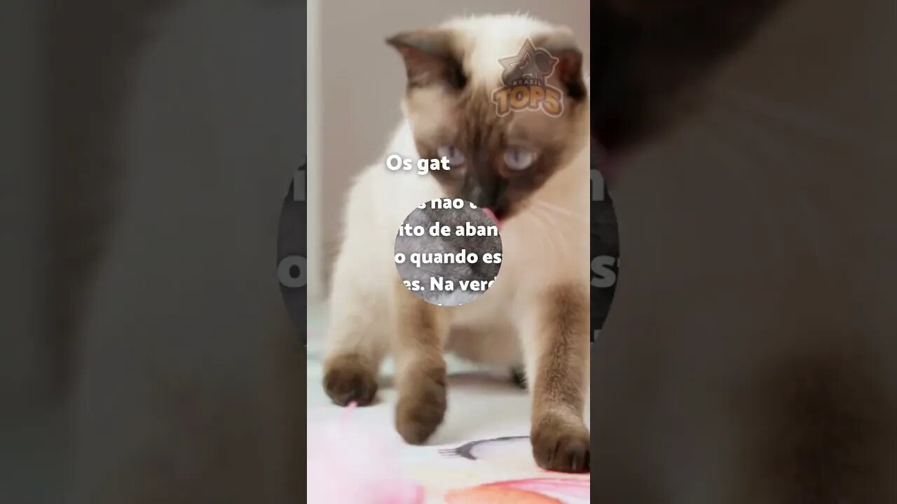 3 Curiosidades sobre os gatos #10 #shorts