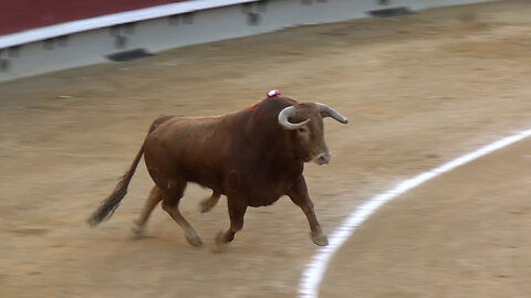 2024 03 08 CASTELLÓN CORRIDA DE TOROS JUAN PEDRO DOMECQ