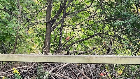 Cardinal fledglings James Gardens