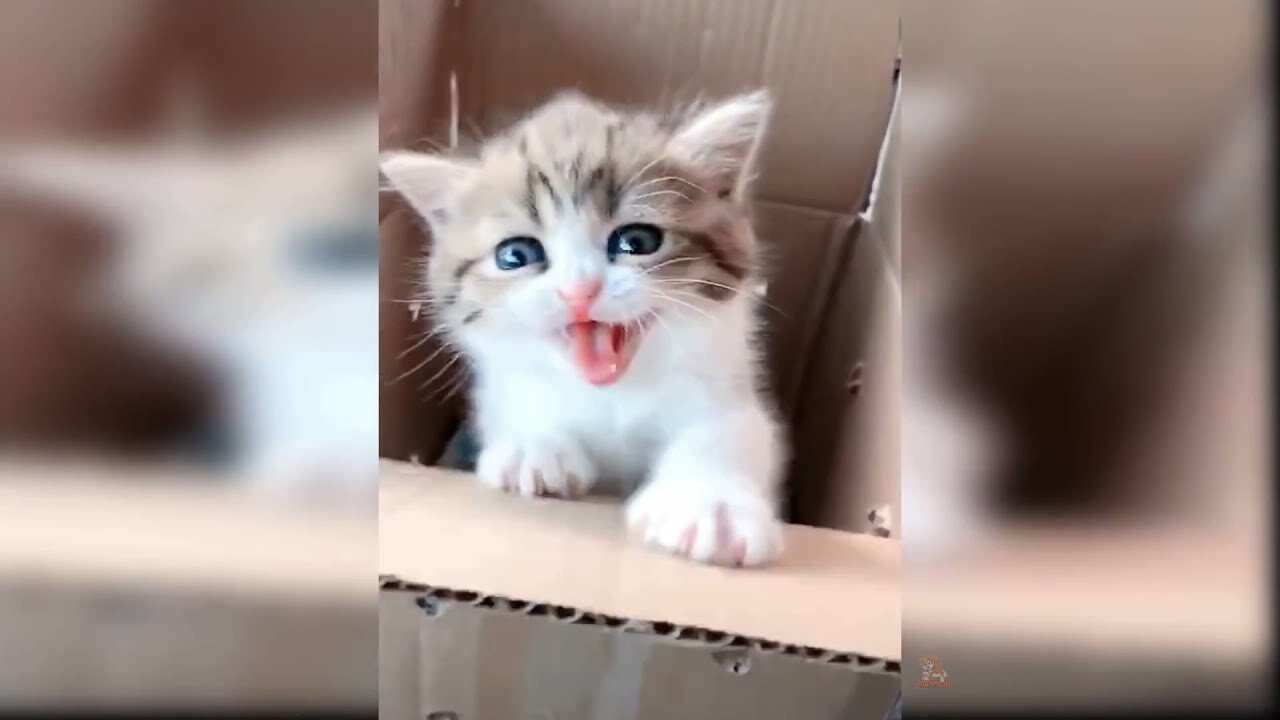 Cat Counting Money, Kitten vs Lobster, Then Bedtime